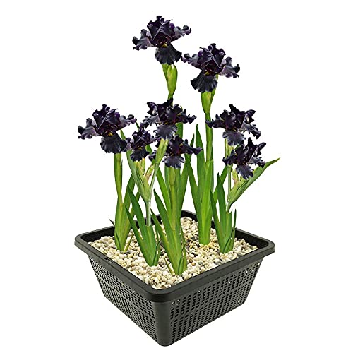 vdvelde.com - Schwarze Sumpf Schwertlilie - 4 stuks - Iris Louisiana Black Gamecock - Sumpfpflanze - Ausgewachsene Höhe: 80 cm - Platzierung: -1 bis -10 cm