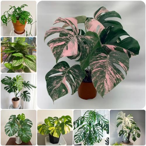 20 pcs monstera samen selten pflanzen garten steingarten pflanzen pflanzen samen indoor stauden winterhart topfpflanzen echt gartenpflanzen pflanzen topf bonsai samen bonsai samen