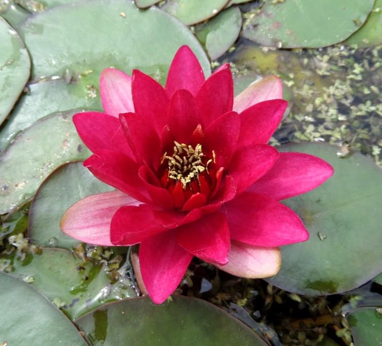 WASSERPFLANZEN WOLFF - Nymphaea 'Perry's Baby Red' fix und fertig im PFLANZKORB - Seerose, rot - ideal für Miniteiche - Seerose des Jahres 2009!