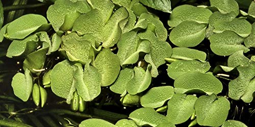 Mühlan Wasserpflanzen 3 Portionen Büschelfarn a' 10 Stück (Salvinia auriculata)