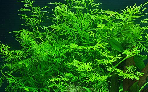 Tropica Aquarium Pflanze Ceratopteris thalictroides Nr.005A Wasserpflanzen Aquarium Aquariumpflanzen