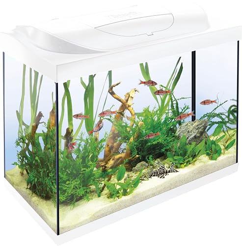 Tetra Starter Line 80 L Aquarium Weiß, Komplett-Set - inkl. Tag- & Nachtlicht LED-Beleuchtung, Innenfilter, Heizer, Fischfutter und Wasseraufbereiter