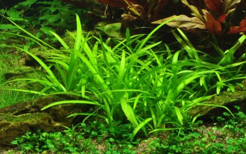 AquaOne Aquarium Pflanze In Vitro Sagittaria subulata Wasserpflanze 1-2-Grow! Aquariumpflanze Becher Labor-Aquarienpflanzen Dekoration Aquascaping