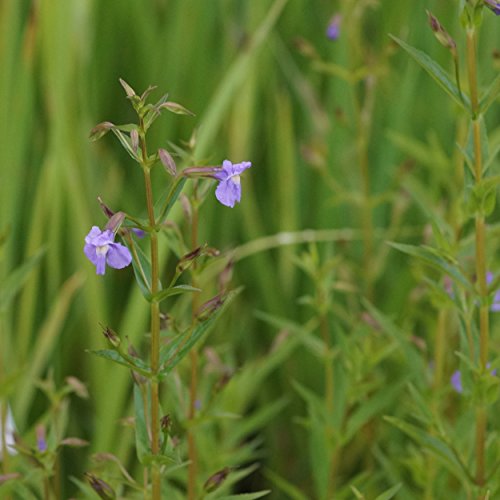 Blumixx Stauden Mimulus ringens - Blaue Gauklerblume blauviolett