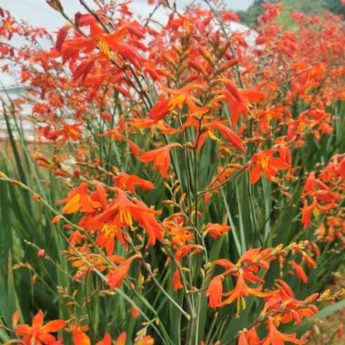 20 pcs montbretien winterhart samen, montbretie, blumenwiese samen mehrjährig, pflanzensamen (Crocosmia crocosmiflora) blumenwiesensaat, bodendecker winterhart hochbeete für garten,