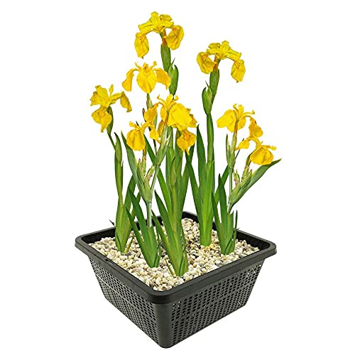 vdvelde.com - Gelbe Sumpf Schwertlilie - 4 stuks - Iris Pseudacorus - Sumpfpflanze - Ausgewachsene Höhe: 80 cm - Platzierung: -1 bis -10 cm