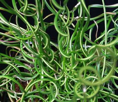 Korkenzieherbinse - Liebeslocke/Juncus Effusus Spiralis im 9x9 cm Topf
