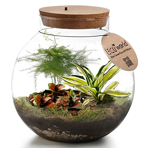 vdvelde.com - Tropical Biodome - Ecoworld Flaschengarten mit 3 Mini Pflanzen im Glas - Pflanzen Terrarium Glas Ø 25 cm ↥ 28 cm - Mini Ökosystem mit Licht