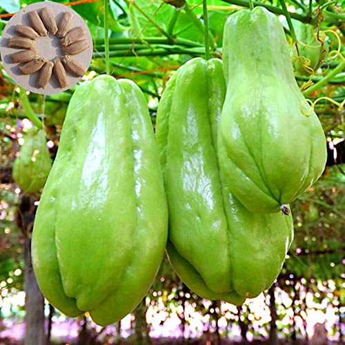 Benoon Chayote-Samen, 20 Stück/Beutel Chayote-Samen Sonnenschein Brauchen Sie Nahrhaftes Vitamin Inklusive Natürliche Chayote-Pflanzensamen Für Den Garten Chayote-Samen