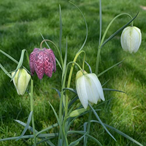 Blumenzwiebeln Fritillaria meleagris Mischung/Schachbrettblume/Kiebitzeier (50 Zwiebeln)