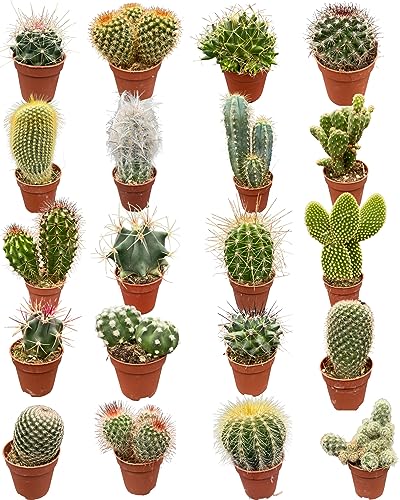 Cactus Mix 20 Verschiedene Arten, 5.5CMØ, 6-12CM Hoch (20 Stück)