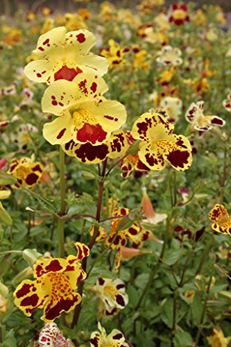 WASSERPFLANZEN WOLFF- 2er-Set - winterhart! - Mimulus tigrinus - getigerte Gauklerblume, gelb-rot gefleckt - Uferpflanze - winterhart Teichpflanze