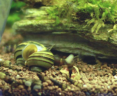 Pianoschnecke / Pinselalgen Schnecke 3er Gruppe, Algen bekämpfen mit Aquarienschnecke
