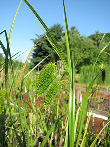 Semi/Packet 200 Carex pseudocyperus FALSE Ispido SEDGE