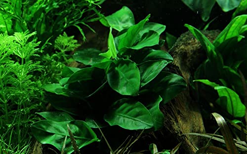 AquaOne Aquarium Pflanze Anubias barteri nana I Wasserpflanze Aquariumpflanze Wurzelstock/Rhizom voll durchwurzelt einfach pflegeleicht Aquascaping Dekoration…