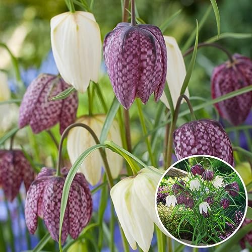 Plant in a Box - Fritillaria Meleagris - Zwiebeln x30 - Schachbrettblume - Blumenzwiebeln für Garten, Terrasse oder Balkon