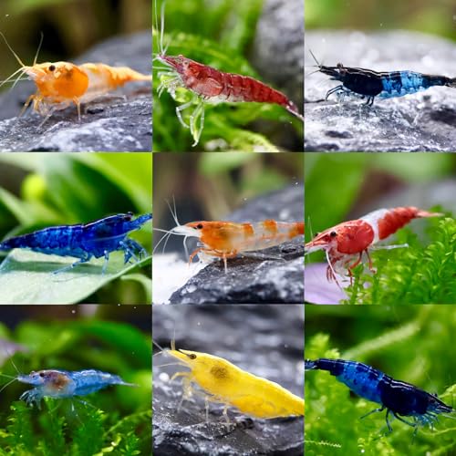 5x Zwerggarnelen Neocaridina davidi Mix/Fabenfrohe Mischung aus bunten Garnelen/Aquarium Garnelen