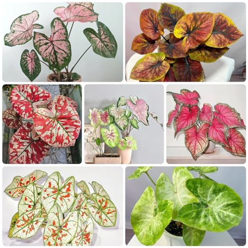 30 Pcs Caladium Pflanze Samen, Alocasia Samen, Schnellwachsende Sträucher Als Sichtschutz (Caladium Bicolor) Luftreinigende Zimmerpflanzen, Exotische Samen Kletterpflanzen Winterhart