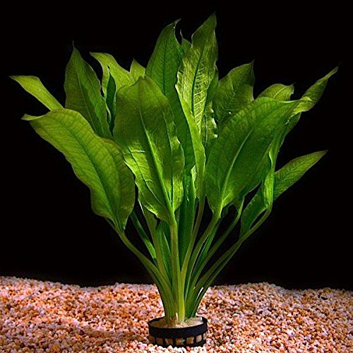 Lebende Aquarium-Pflanze „Echinodorus bleheri'