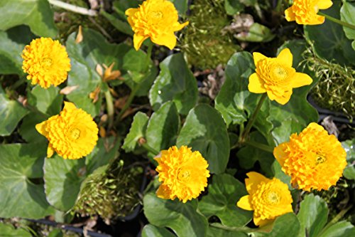 2er-Set - Caltha palustris 'Multiplex' - gefüllte Sumpfdotterblume, gelb - Wasserpflanzen Wolff