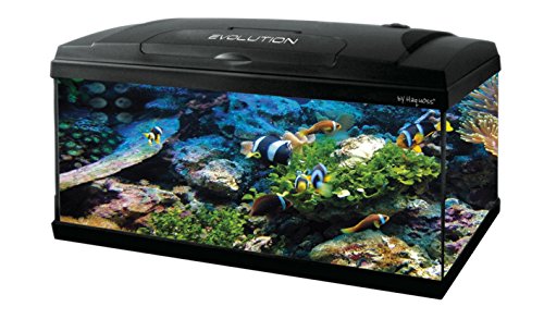 Haquoss Evolution 80 Aquarium 80 x 30 x 50h cm, 79 Liter, mit Licht LED 8 Watt, komplett bestückt