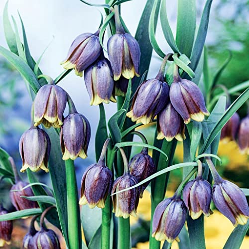 Schachbrettblume/Fritillaria 'Uva Vulpis' 10 Zwiebeln