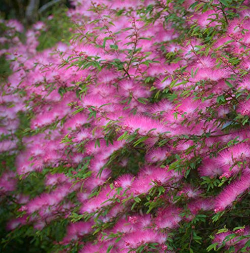 Seidenbaum Rosa Pflanzen Samen 10+ Bio Albizia Julibrissin Strauch Frische Premium Blumensamen zum Pflanzen Garten Hof im Freien