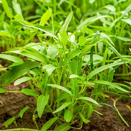 800 Wasserspinat Samen Exotische Pflanzen Winterhart, Pflanzen Für Sonnige Plätze (Ipomoea Aquatica) Winterharte Pflanzen Für Garten Gemüsesamen & -Pflanzen, Pflanzen Züchten Wintergemüse Pflanzen