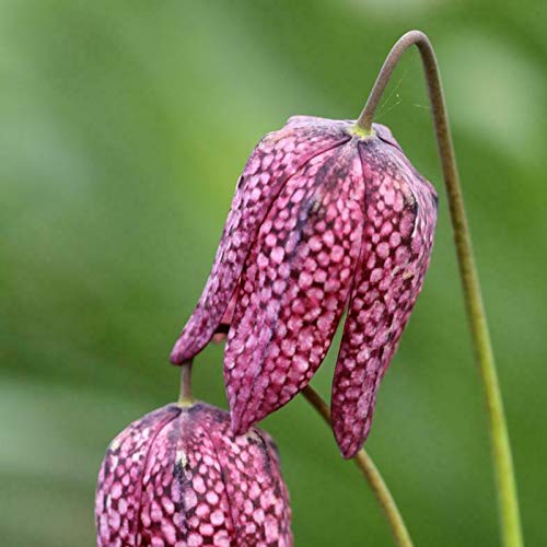 AchidistviQ 50Pcs Fritillaria Meleagris Samen Frühlingsblühende Fritillaria Zwiebeln Zum Pflanzen Im Innen- Und Außenbereich Samen