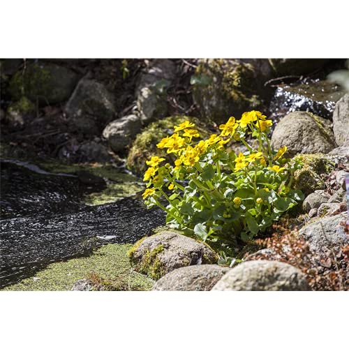 Caltha palustris - Sumpf-Dotterblume - 9cm Topf