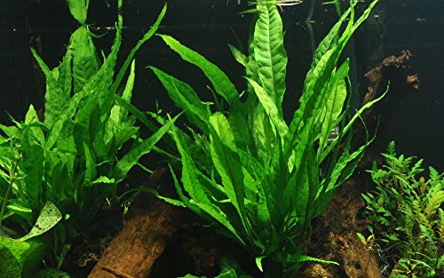 Tropica Aquarium Pflanze Microsorum pteropus Javafarn Wasserpflanzen Topf Nr.008 Aquariumpflanzen