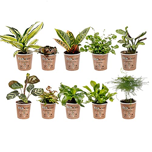 vdvelde.com - Ecoworld Mini Zimmerpflanzen & Farne Mix - 10 Stück Verschiedene Arten - Pflanze Ø6 cm Höhe 8-15 cm - Aus eigener Gärtnerei