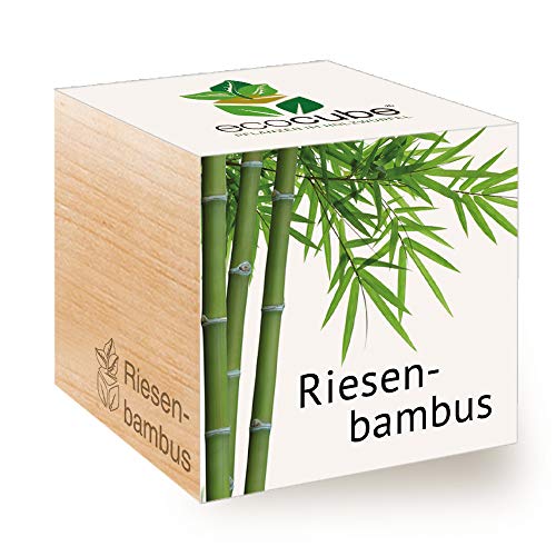 Feel Green 296534 Ecocube Riesenbambus, Nachhaltige Geschenkidee (100% Eco Friendly), Grow Your Own/Anzuchtset, Pflanzen Im Holzwürfel, Made in Austria