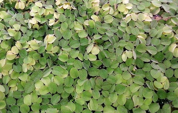 Salvia natans - Büschelfarn - Schwimmpflanze für Aquarien und Gartenteich