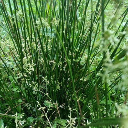 30 pcs Korkenzieherbinse samen, gartenkräuter, bio saatgut Flatterbinse - Juncus effusus - küchenkräuter, hochbeet balkon samen zimmerpflanzen, alte sorten wasserpflanzen bonsai wildkräuter