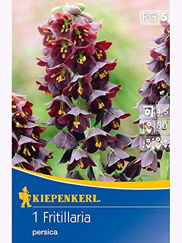 Kaiserkronen Fritillaria Persica Persische Schachbrettblume tiefviolett