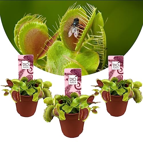 Plant in a Box - Dionaea Muscipula - Venusfliegenfalle - Set von 3 - Fleischfressende Pflanze - Zimmerpflanze - Topf 5,5 cm - Höhe 5-10 cm