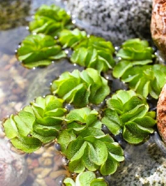 WASSERPFLANZEN WOLFF - eine Portion Kleiner Büschelfarn - Kleiner Schwimmfarn/Salvinia natans für Gartenteich, Kaltwasser und Warmwasser Aquarium