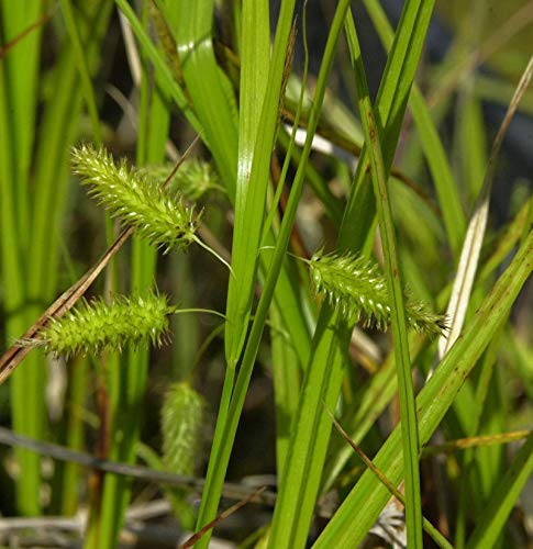 Scheinzypergras - Carex pseudocyperus - Gartenpflanze