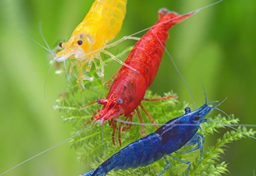 Garnelen NatureHolic - Regenbogen Garnelenmix I hübsche Mischung aus bunten I problemlose Nachzucht I ideal auch für Einsteiger I Anpassungsfähig