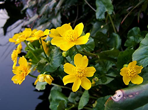 Sumpfdotterblume (Caltha palustris) 50 Samen