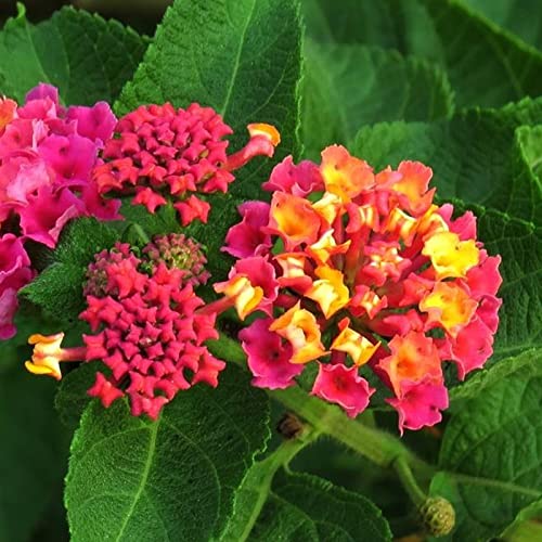 300 Stück Lantana Camara Samen, schnell wachsende Mischung, Farbe, natürlich, ausgezeichnete Herstellung von Blumensamen zum Pflanzen Mischfarbe