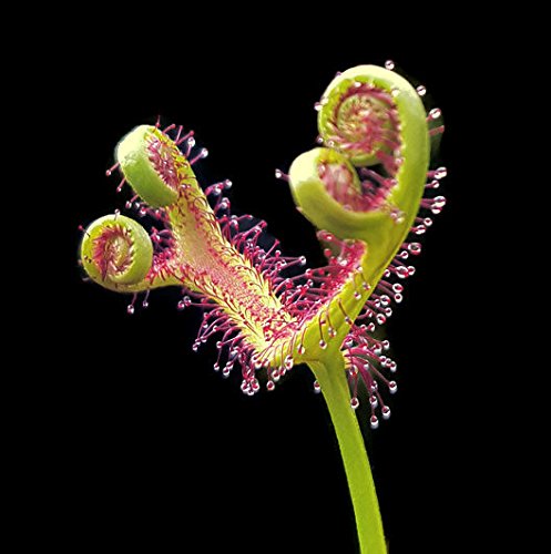 Sonnentau mit gegabelten Fangblättern - Drosera Binata - aufregende Fleischfressende Pflanze von Fangblatt