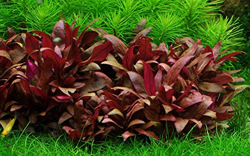 Tropica Aquarium Pflanze Alternanthera reineckii 'Mini Nr.023C TC in Vitro 1-2 Grow Wasserpflanzen Aquariumpflanzen