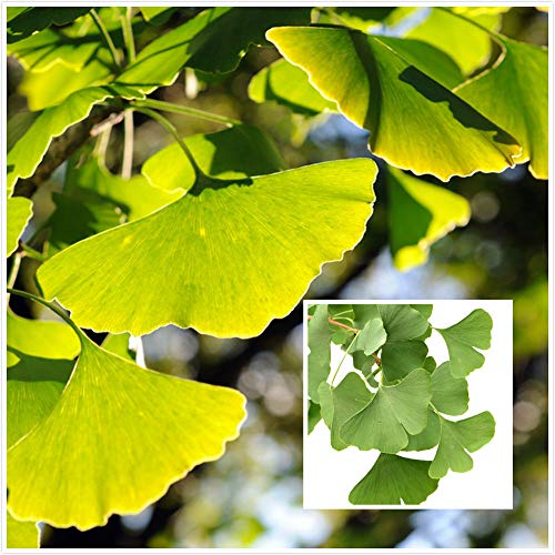 10 Stück Ginkgo-Samen Maidenhair Baum mehrjährige Erbstück-Obstbäume Samen für Pflanzen im Freien, einfach zu pflanzen, hochwertiges Holz, als Möbeldekoration verwendet