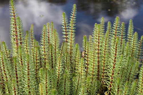 4er-Set im Gratis-Pflanzkorb - winterhart - Hippuris vulgaris - Tannenwedel - Wasserpflanzen Wolff