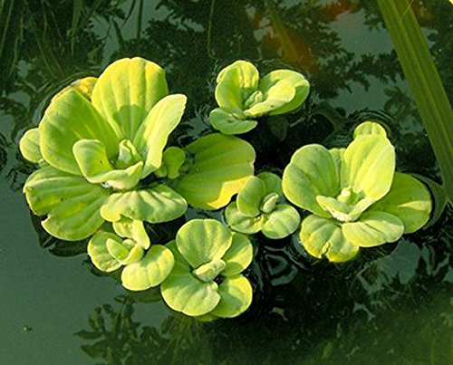 ZAC Wagner 2 St. Muschelblume (Pistia stratiotes) - Teichpflanzen Teichpflanze Schwimmpflanzen