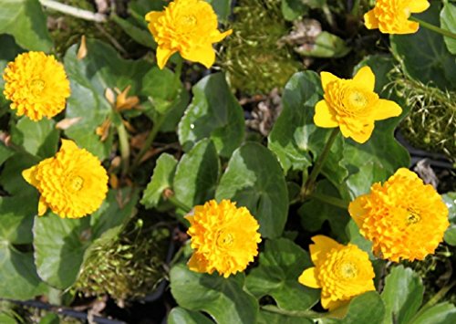 Wasserpflanzen Wolff - Caltha palustris 'Multiplex' - gefüllte Sumpfdotterblume, gelb