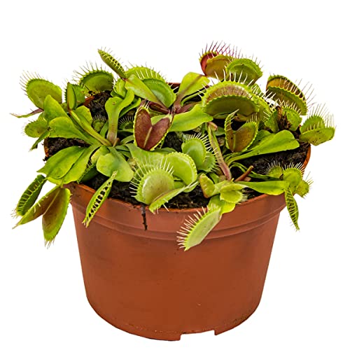 Dionaea Muscipula – Fleischfressende Pflanzen - Venus Fliegen Pflanze – Pflegeleicht – ⌀12 cm – 10-15 cm