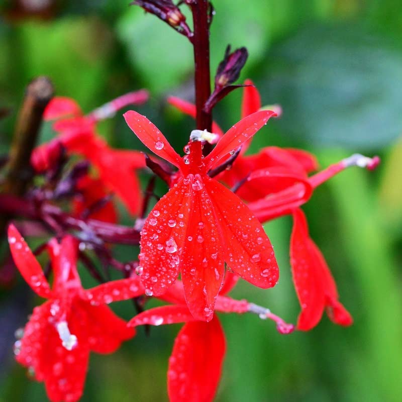 6x Lobelie 'Queen Victoria' - Lobelia ‘Queen Victoria’ - Kleincontainer 9x9cm